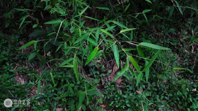 展览现场 (二) | 荒野之声Sounds Wild 视频资讯 液态 Liquid 现场 荒野 Sounds Wild 叶御风 影像 装置 动态 图像 波音 崇真艺客